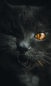 Preview wallpaper cat, gray, pet, face