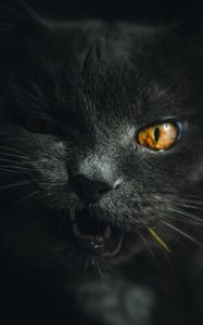 Preview wallpaper cat, gray, pet, face