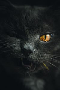 Preview wallpaper cat, gray, pet, face