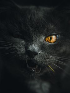 Preview wallpaper cat, gray, pet, face