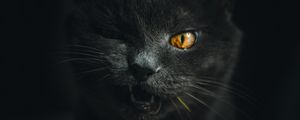 Preview wallpaper cat, gray, pet, face