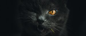 Preview wallpaper cat, gray, pet, face