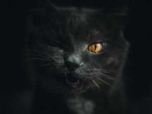 Preview wallpaper cat, gray, pet, face