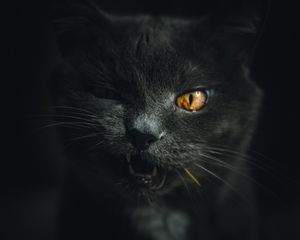 Preview wallpaper cat, gray, pet, face