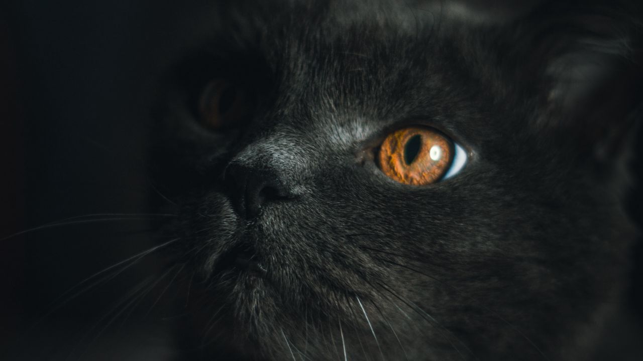 Wallpaper cat, gray, pet, glance