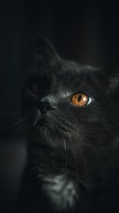 Preview wallpaper cat, gray, pet, glance