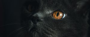 Preview wallpaper cat, gray, pet, glance