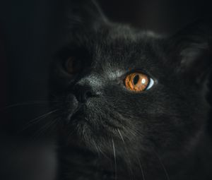 Preview wallpaper cat, gray, pet, glance