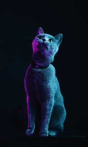 Preview wallpaper cat, gray, pet, neon