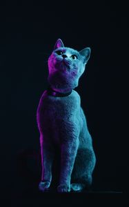 Preview wallpaper cat, gray, pet, neon
