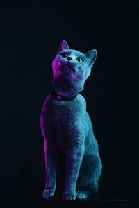 Preview wallpaper cat, gray, pet, neon