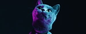 Preview wallpaper cat, gray, pet, neon