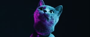 Preview wallpaper cat, gray, pet, neon