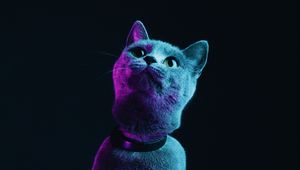 Preview wallpaper cat, gray, pet, neon