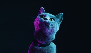 Preview wallpaper cat, gray, pet, neon