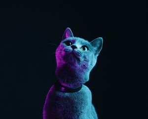 Preview wallpaper cat, gray, pet, neon