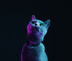 Preview wallpaper cat, gray, pet, neon