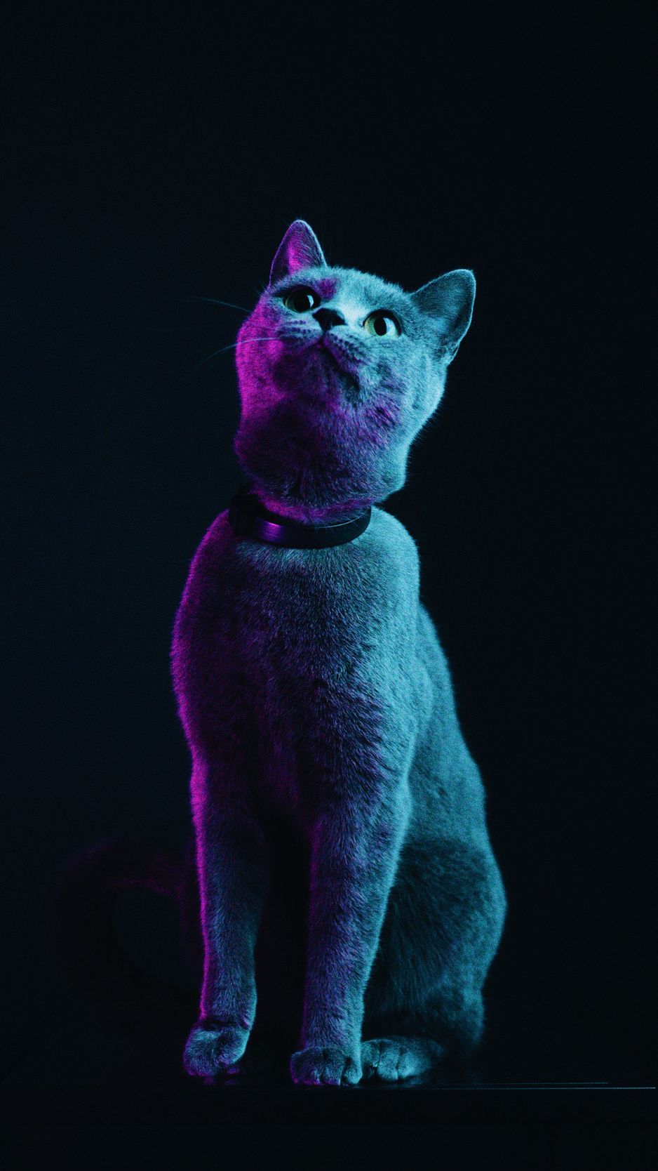 Neon Cat Wallpaper  Download to your mobile from PHONEKY