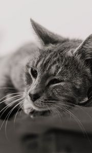 Preview wallpaper cat, gray, pet, bw