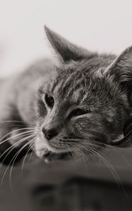 Preview wallpaper cat, gray, pet, bw