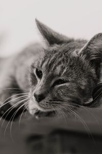 Preview wallpaper cat, gray, pet, bw