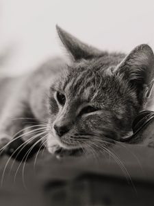 Preview wallpaper cat, gray, pet, bw