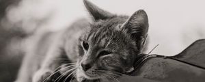 Preview wallpaper cat, gray, pet, bw