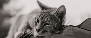 Preview wallpaper cat, gray, pet, bw