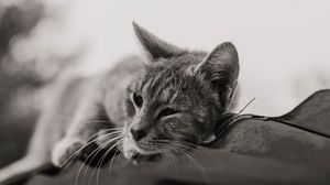 Preview wallpaper cat, gray, pet, bw