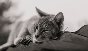 Preview wallpaper cat, gray, pet, bw