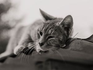 Preview wallpaper cat, gray, pet, bw