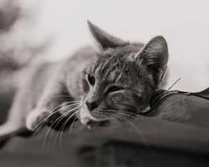 Preview wallpaper cat, gray, pet, bw