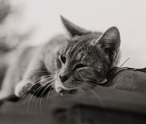 Preview wallpaper cat, gray, pet, bw