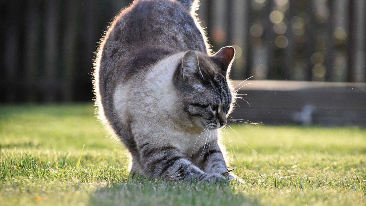 Wallpaper cat, gray, pet, grass, lawn