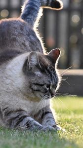 Preview wallpaper cat, gray, pet, grass, lawn