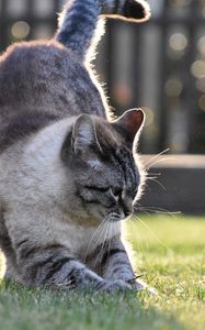 Preview wallpaper cat, gray, pet, grass, lawn