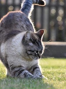 Preview wallpaper cat, gray, pet, grass, lawn