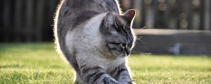 Preview wallpaper cat, gray, pet, grass, lawn