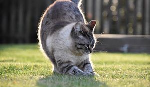 Preview wallpaper cat, gray, pet, grass, lawn