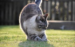 Preview wallpaper cat, gray, pet, grass, lawn
