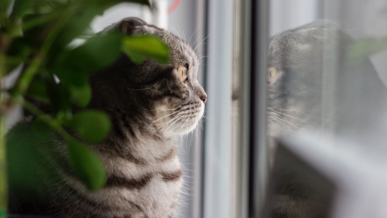 Wallpaper cat, gray, pet, glance, window
