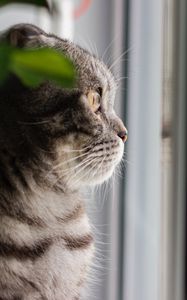 Preview wallpaper cat, gray, pet, glance, window