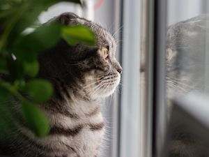 Preview wallpaper cat, gray, pet, glance, window
