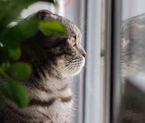 Preview wallpaper cat, gray, pet, glance, window