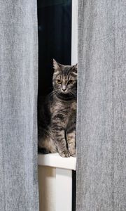 Preview wallpaper cat, gray, pet, window, curtains