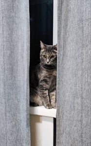 Preview wallpaper cat, gray, pet, window, curtains