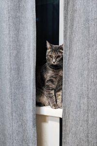 Preview wallpaper cat, gray, pet, window, curtains