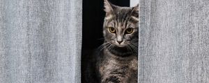 Preview wallpaper cat, gray, pet, window, curtains