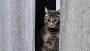 Preview wallpaper cat, gray, pet, window, curtains