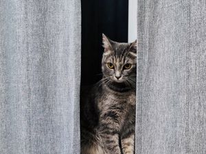 Preview wallpaper cat, gray, pet, window, curtains